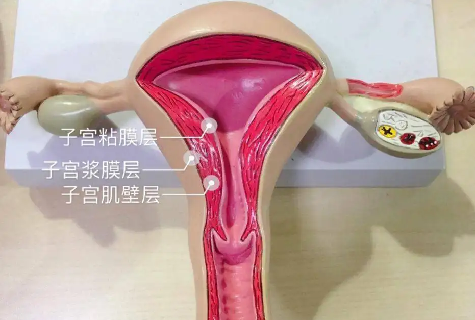 <b>武汉代怀出众精因宝贝 2023武汉中南医院试管婴儿成功率 ‘孕22周三维彩超看男</b>